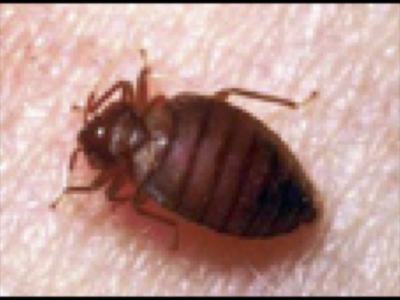 Bedbug 