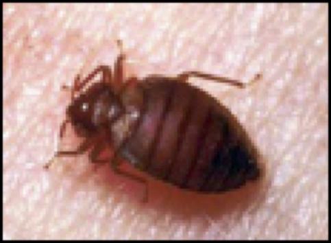 Bedbug 