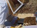 Beekeeper in protective veil inspecting an open hive with bees