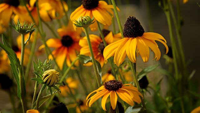 flowers