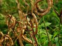 Spiral-shaped dried bean pods hanging on stalks in a green field