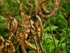 Spiral-shaped dried bean pods hanging on stalks in a green field