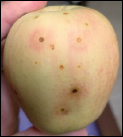 Glomerella Leaf Spot and Bitter Rot