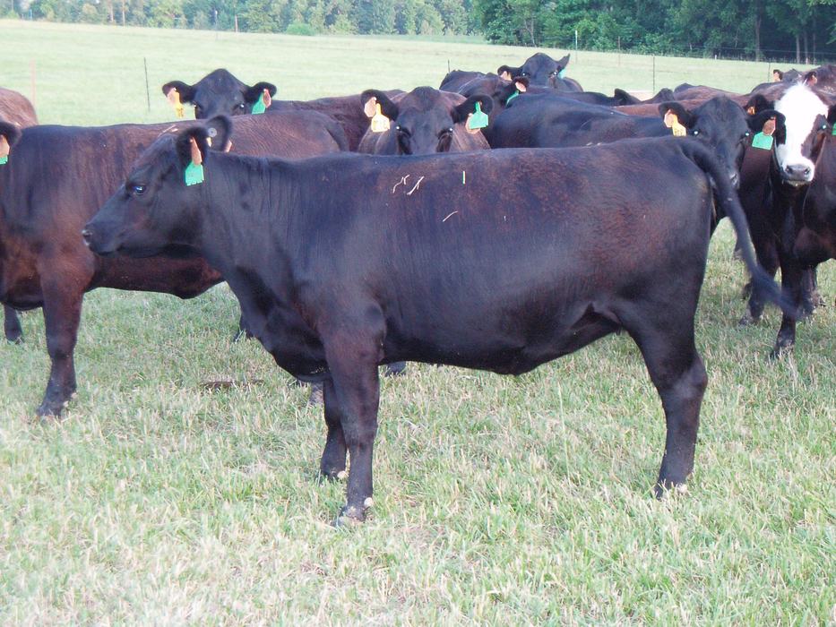 Heifer on Novel Endophyte Tall Fescue