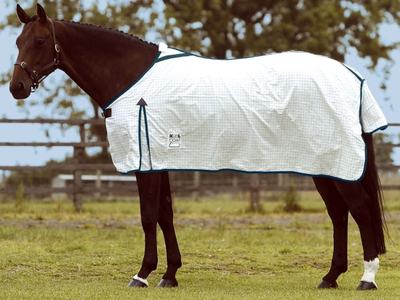 Horse in Winter Blanket