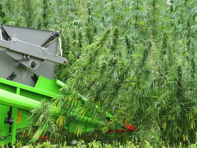 Tall hemp plants being harvested by a green farm machine