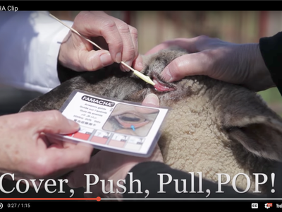 Hands using FAMACHA card and swab to examine sheep eyelid; caption "Cover, Push, Pull, POP!"