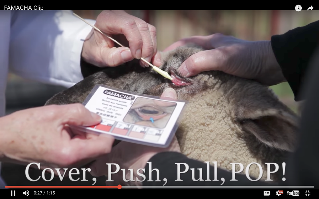 Hands using FAMACHA card and swab to examine sheep eyelid; caption "Cover, Push, Pull, POP!"
