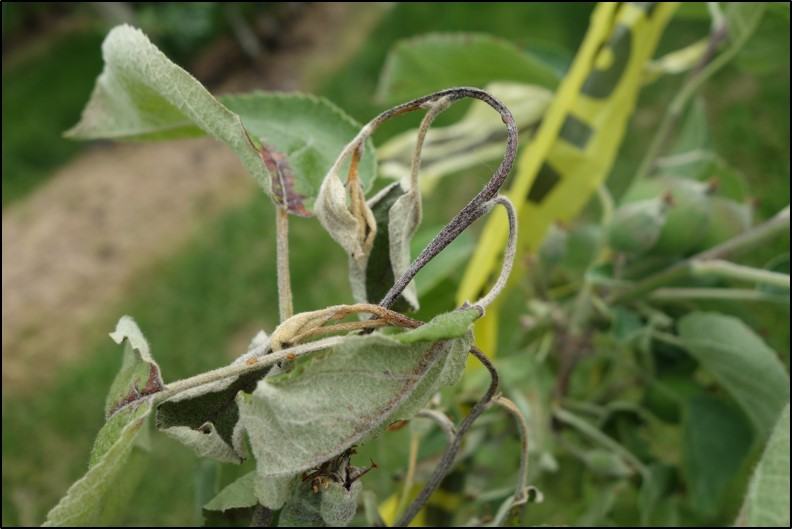 Fire Blight, Erwinia amylovora