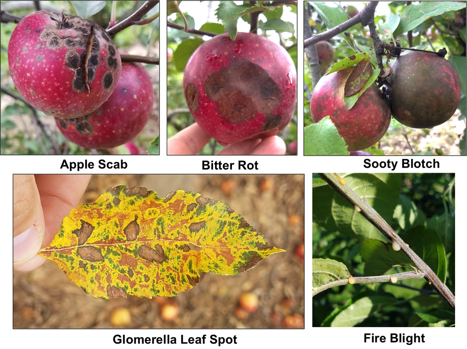 Five photos showing apple diseases Top (left to right) Apple Scab, Bitter Rot, Sooty Blotch. Bottom (left to right) Glomerella Leaf Spot, Fire Blight