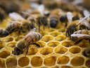 bees working in hive