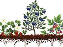 Strawberry plant, blueberry bush, and raspberry cane growing in soil cross-section