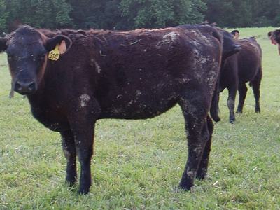 Black cow standing in grassy field with yellow ear tag reading 319.