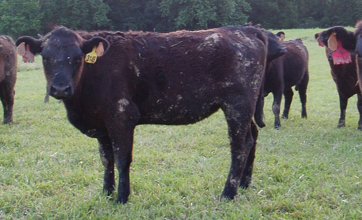 Cattle herd grazing