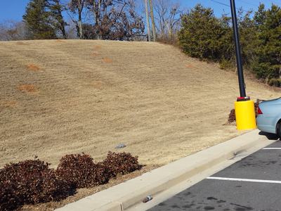 fire ant mounds