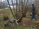 Person walking through leafless shrubs while a harnessed dog sniffs the grass.