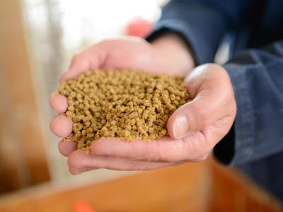 animal feed held in cupped hands