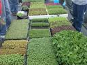 Trays of various microgreen and seedling plants arranged on a table with people nearby