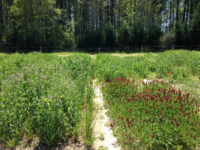 legume and grain mixture plots