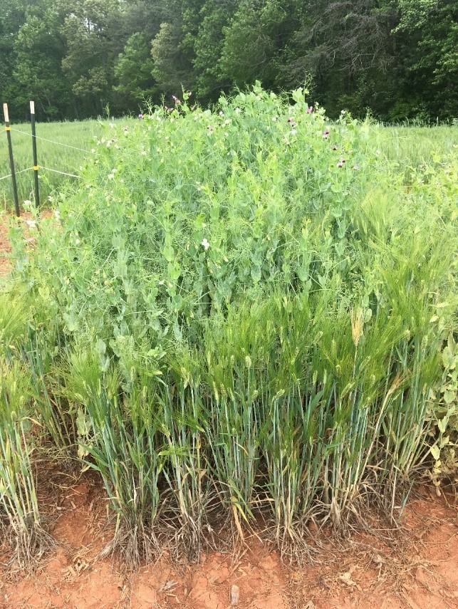 pea and barley mixture
