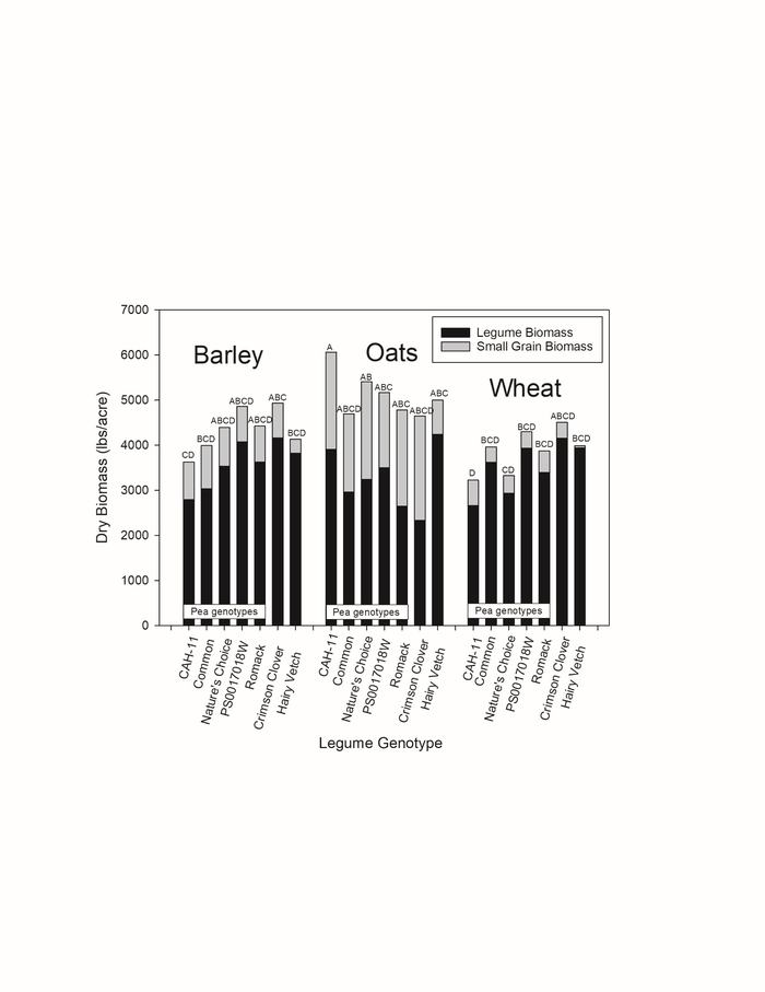 Cover crop biomass in a combined analysis of the Coastal Plain sites