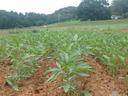 image of several plots of industrial hemp plants