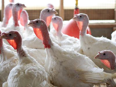 Group of white turkeys with red wattles crowded inside a barn
