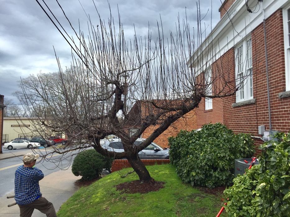 winter apple pruning before