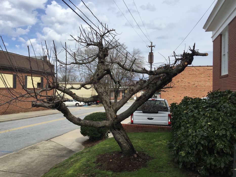 winter apple pruning after