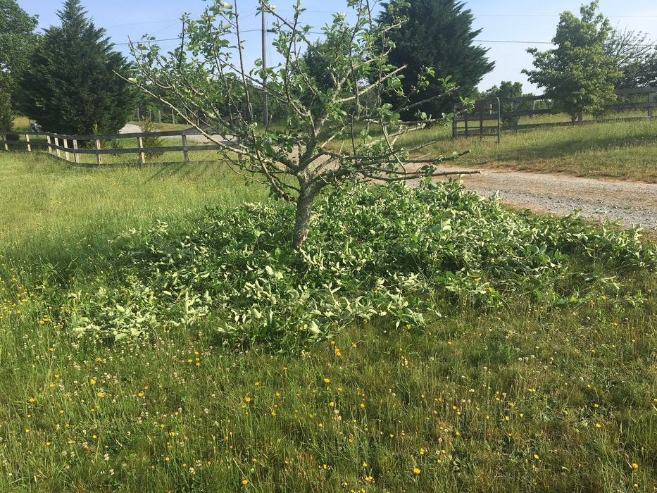 summer apple prune after