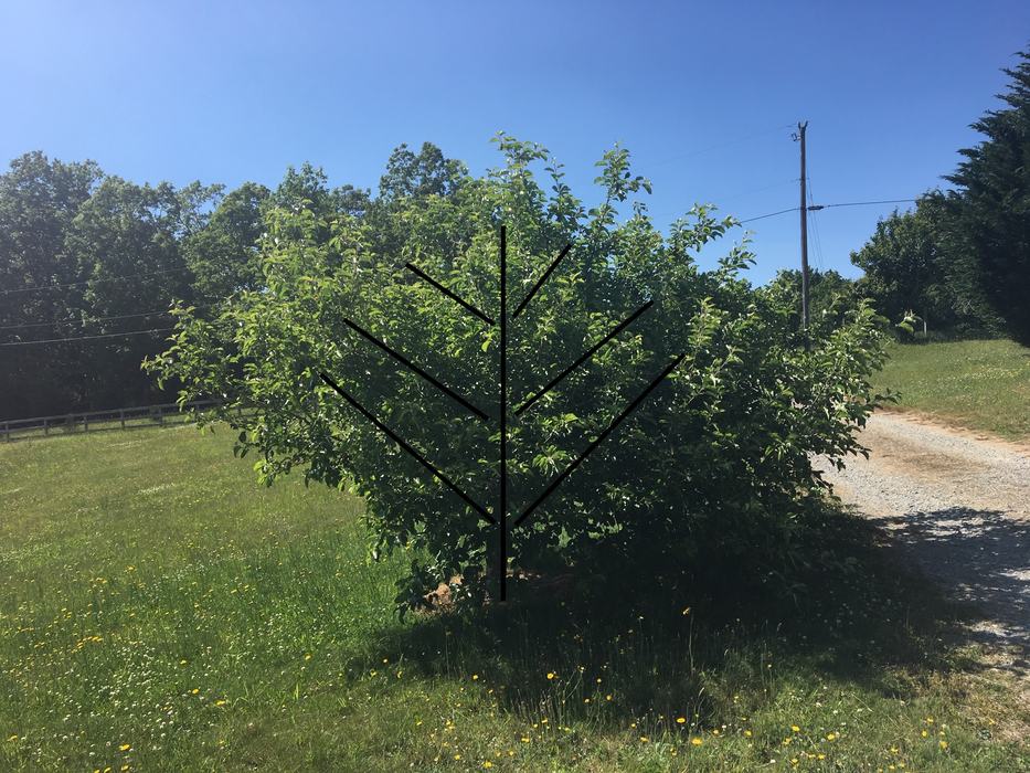 summer apple pruning before