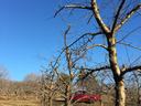 renovating overgrown apple trees