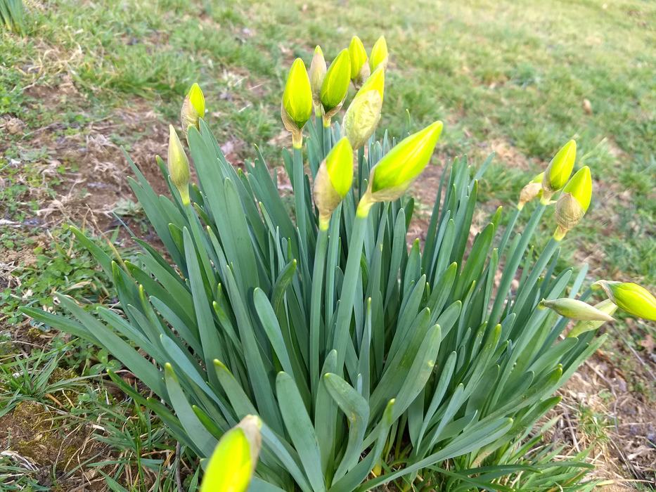 daffodil flowers