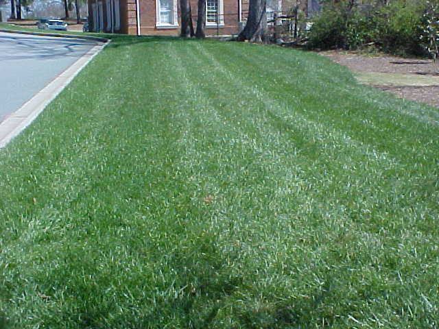 full sun fescue looks great