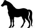 Horse silhouette