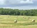 Round hay bales scattered across a mown field with trees and cloudy sky