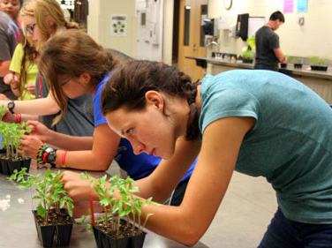 Students at lab bench examining and transplanting seedlings in small potted trays.