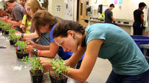 Students at lab bench examining and transplanting seedlings in small potted trays.