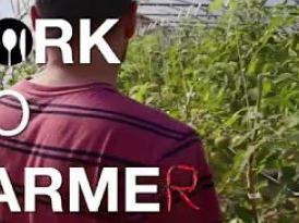 Person in red striped shirt standing among crop plants; overlaid text "FORK TO FARMER"
