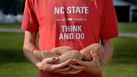 hands holding sweetpotatoes