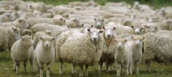 photo of a wool sheep flock