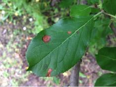Alternaria leaf blotch