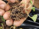 Spinach Transplant