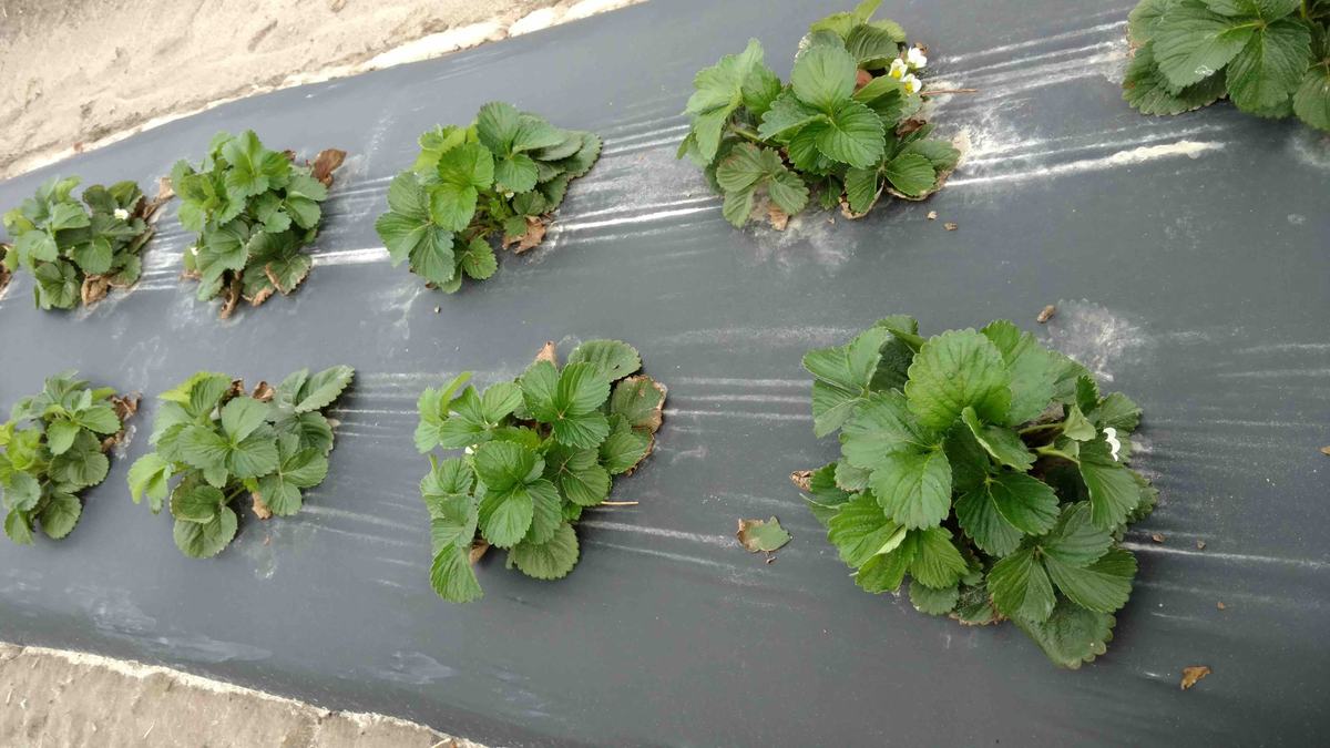 strawberry plants in rows