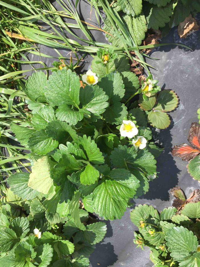 Strawberry plants with white flowers and green leaves on black garden fabric