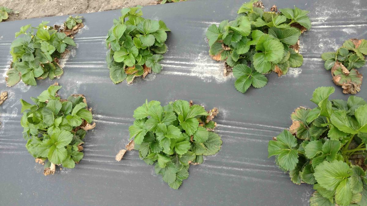 strawberry plants in rows