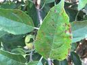 Frogeye leaf spot on apple