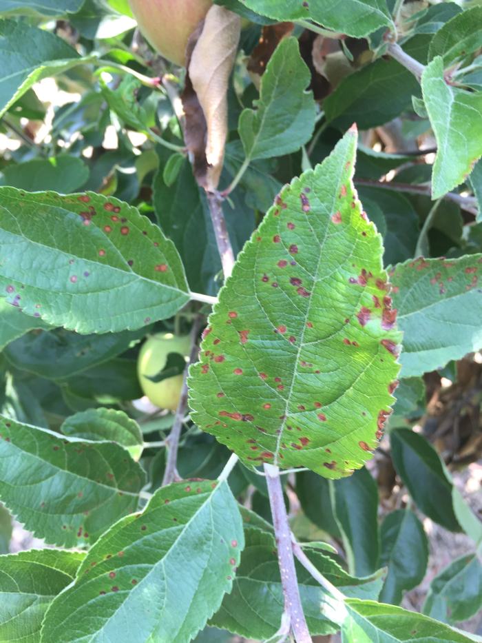 Frogeye leaf spot on apple