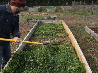 Gardener Andrew Windham clears a cover crop off of a raised bed in preparation for spring planting.