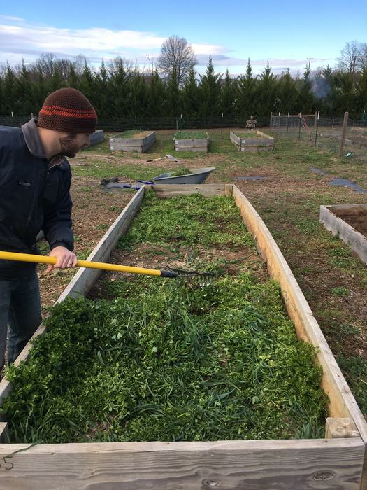 Gardener Andrew Windham clears a cover crop off of a raised bed in preparation for spring planting.